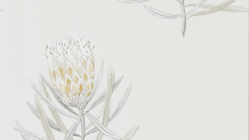 Protea Flower 216328